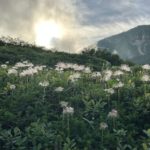 チングルマと夕陽