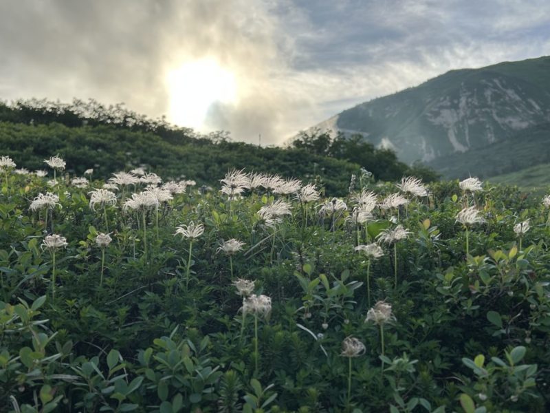 チングルマと夕陽